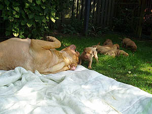 Outdoor playpen